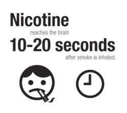 Nicotine reaches the brain 10-20 seconds after smoke is inhaled.