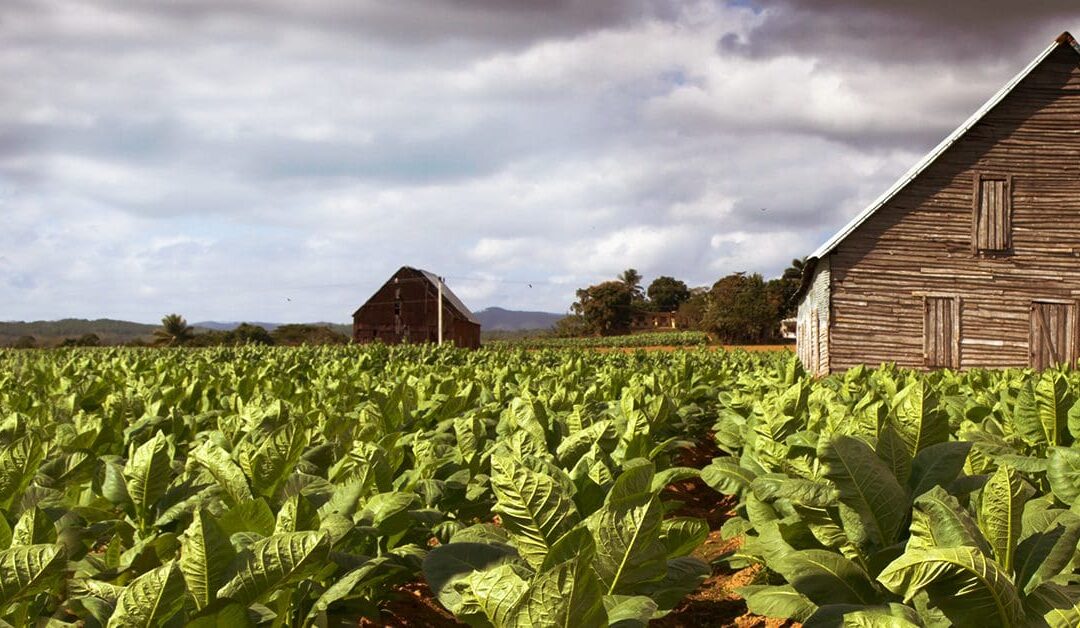 Ashes to Ashes: Tobacco’s Journey from Plant to Cigarette.
