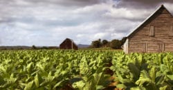 Ashes to Ashes: Tobacco’s Journey from Plant to Cigarette.