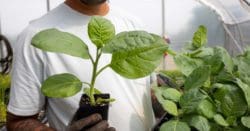 a man holding a tobacco plant
