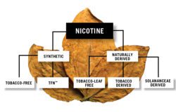 Nicotine leaf tree